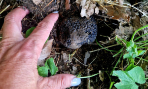 la-casa-in-collina-prasco-tartufo6