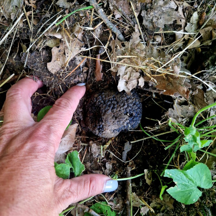 tartufo3-760x760.jpeg