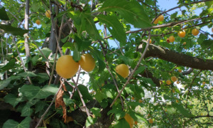 la-fabbrica-in-collina-prasco12