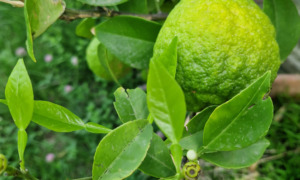 la-fabbrica-in-collina-prasco22