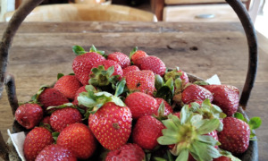 la-fabbrica-in-collina-prasco5